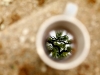 An oak tree is reflected in a coffee mug on the front porch steps of a Grand Rapids home in early May.