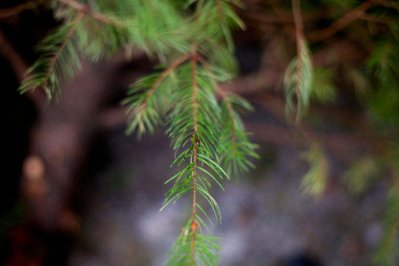 First day to recycle your Christmas trees