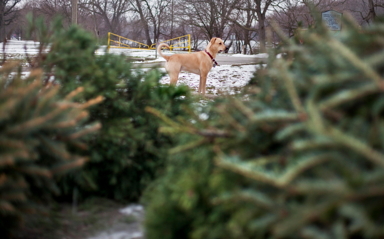 First day to recycle your Christmas trees