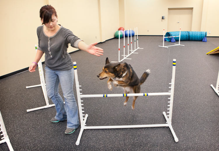 Whiskers University offers agility and pilates classes for dogs