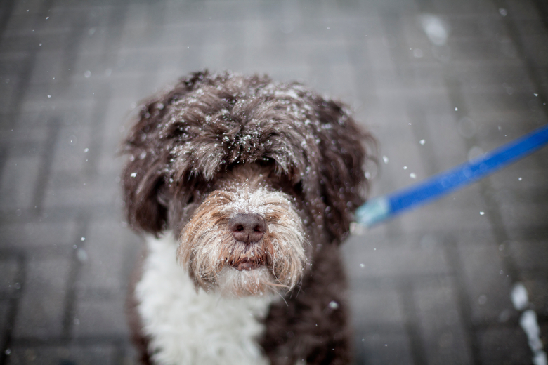 Snowy Monday morning in Grand Rapids