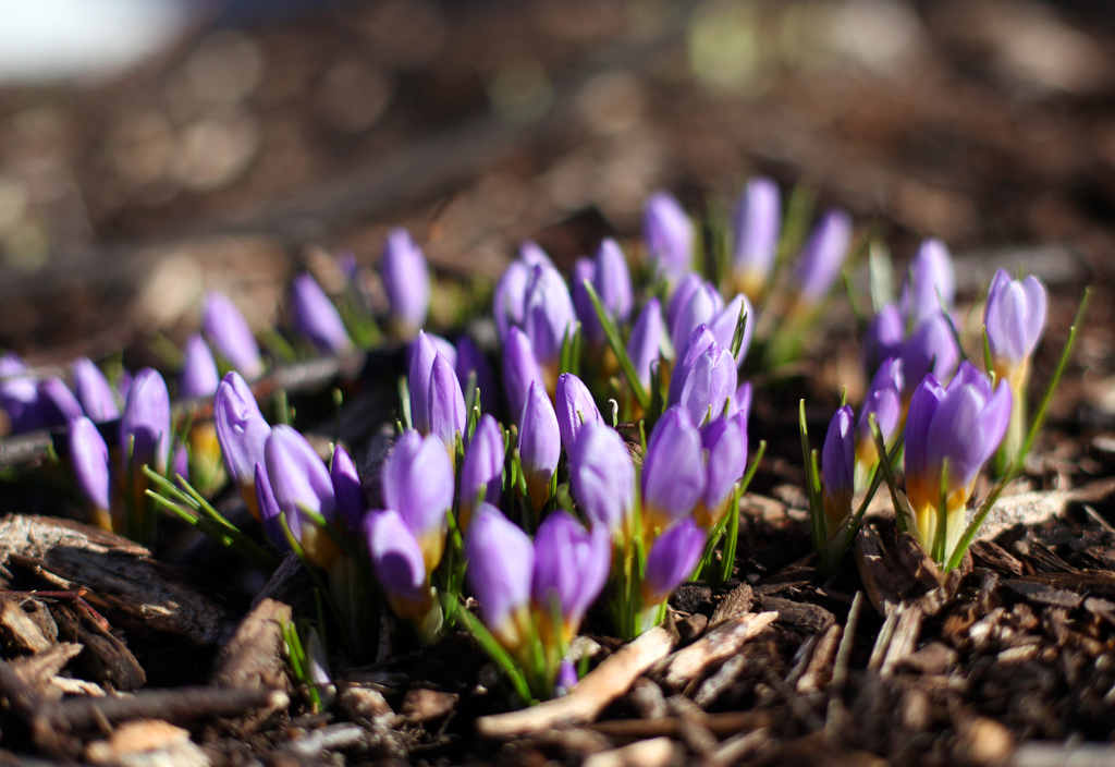 Spring-like weather returns