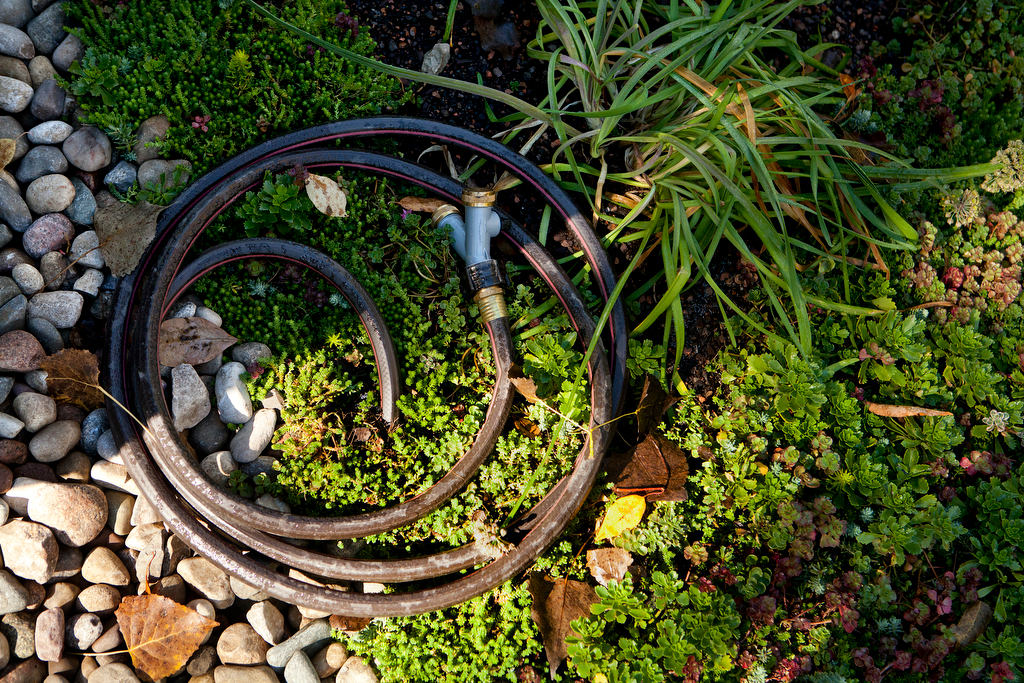 Tom Newhouse green roof