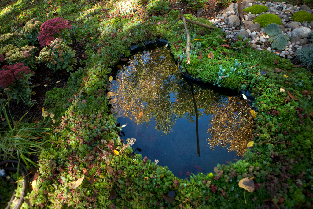 Tom Newhouse green roof